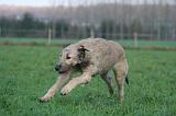 IRISH WOLFHOUND 245